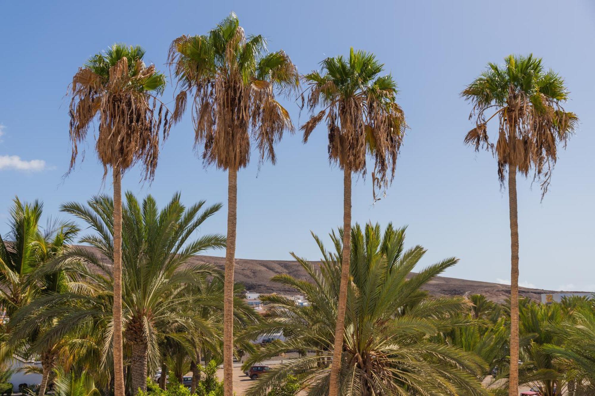 Palm Beach Fuerteventura Tarajalejo Luaran gambar